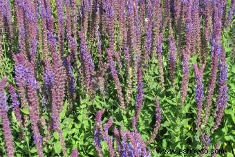 Guía de cuidado y cultivo de plantas de salvia