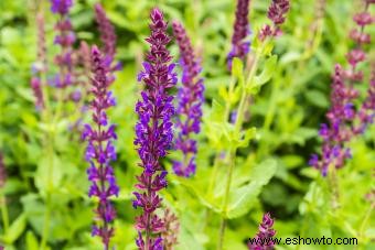 Guía de cuidado y cultivo de plantas de salvia