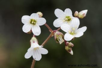 Plantas de saxifraga:láminas de roca recomendadas para un jardín exuberante