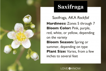 Plantas de saxifraga:láminas de roca recomendadas para un jardín exuberante