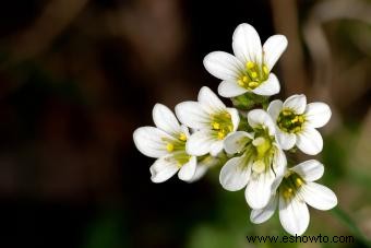 Plantas de saxifraga:láminas de roca recomendadas para un jardín exuberante