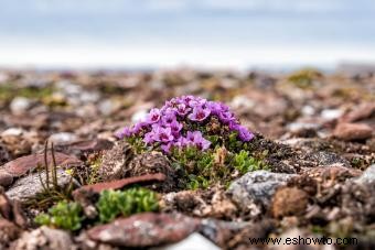 Plantas de saxifraga:láminas de roca recomendadas para un jardín exuberante