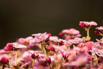 Plantas de saxifraga:láminas de roca recomendadas para un jardín exuberante