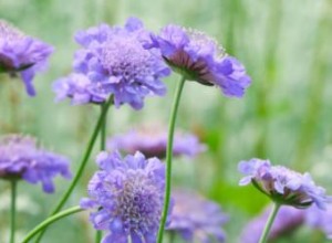 Escabiosa: Guía Completa de Cultivo, Cuidados y Variedades para tu Jardín