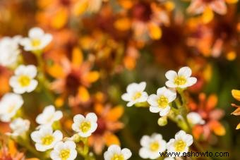 Plantas de saxifraga:láminas de roca recomendadas para un jardín exuberante