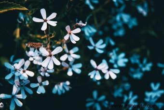 Plantas de saxifraga:láminas de roca recomendadas para un jardín exuberante