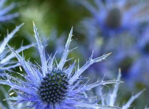 Acebo Marino (Eryngium spp.): Guía Completa de Cultivo, Cuidados y Variedades