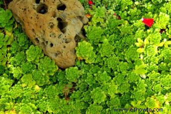 Variedades de Sedum