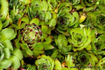 Variedades de Sedum