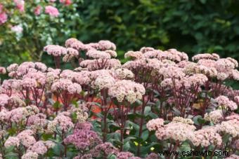 Variedades de Sedum