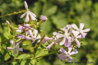 Variedades de saponaria para agregar color a su jardín