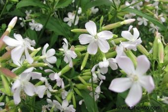 Variedades de saponaria para agregar color a su jardín