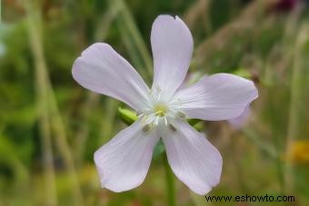 Variedades de saponaria para agregar color a su jardín