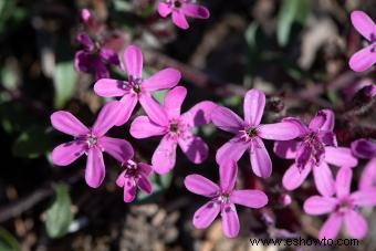 Variedades de saponaria para agregar color a su jardín