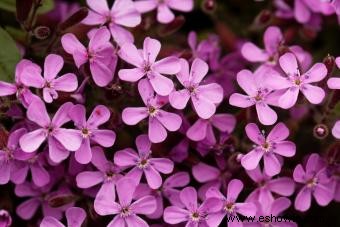 Variedades de saponaria para agregar color a su jardín