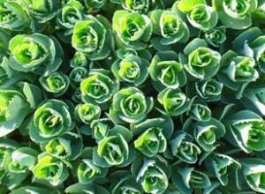 Sedum o Cosecha de Piedra: Guía Completa de Cultivo, Variedades y Usos en Jardinería