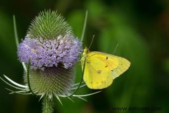 Métodos de control e identificación de plantas de cardencha