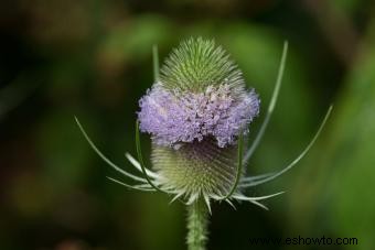 Métodos de control e identificación de plantas de cardencha