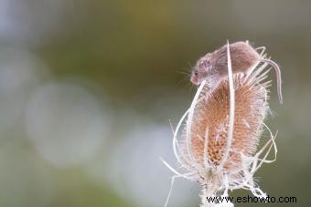 Métodos de control e identificación de plantas de cardencha