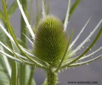 Métodos de control e identificación de plantas de cardencha