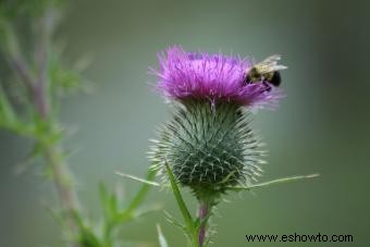 Métodos de control e identificación de plantas de cardencha