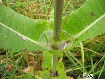 Métodos de control e identificación de plantas de cardencha