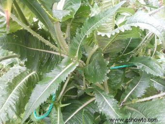 Métodos de control e identificación de plantas de cardencha