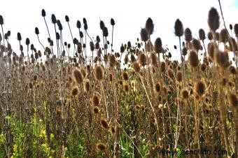 Métodos de control e identificación de plantas de cardencha