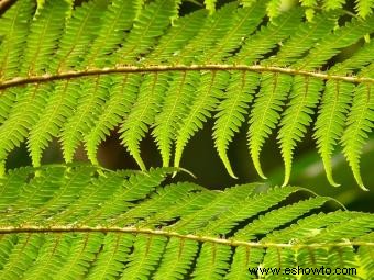 Helecho arborescente