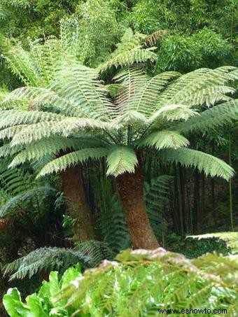 Helecho arborescente