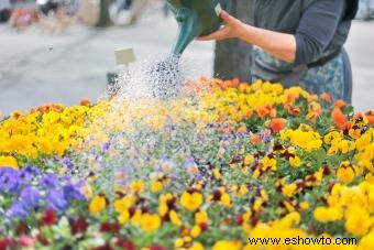 Flores violetas 101:hechos, imágenes y tipos