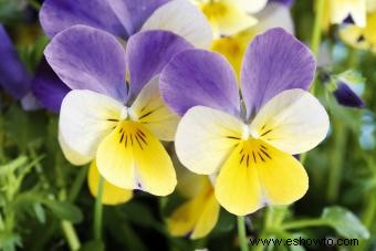 Flores violetas 101:hechos, imágenes y tipos