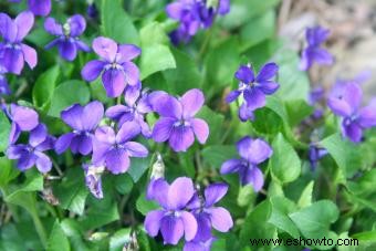 Flores violetas 101:hechos, imágenes y tipos