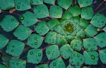 Cultivo, cuidado y uso de la castaña de agua