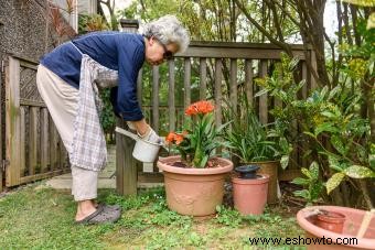 Cuándo fertilizar sus jardines de flores y vegetales