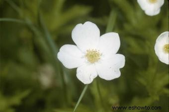 Anémona de bosque