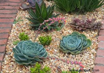 Diseño de jardín paisajístico con suculentas