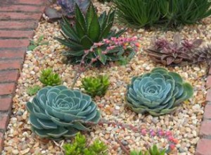 Diseño de Jardín Paisajístico con Suculentas: Guía Experta para Espacios Resistentes a la Sequía