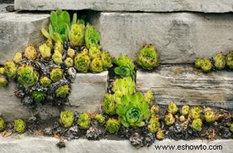 Diseño de jardín paisajístico con suculentas