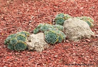 Diseño de jardín paisajístico con suculentas