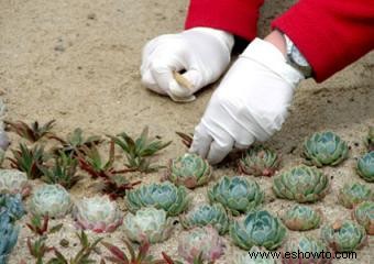 Cómo cultivar y cuidar suculentas