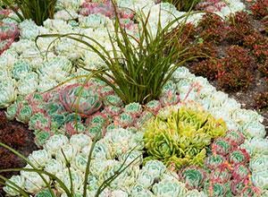 Guía completa para cultivar y cuidar suculentas: consejos expertos