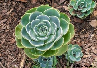 Echeveria