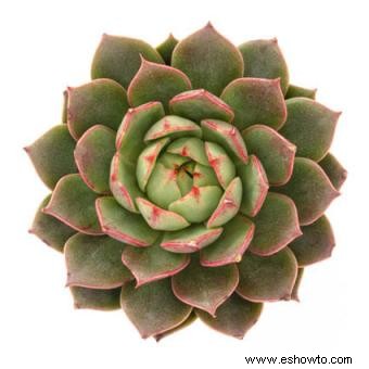 Echeveria