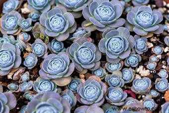 Echeveria