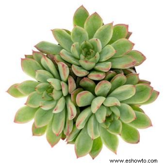 Echeveria