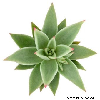 Echeveria