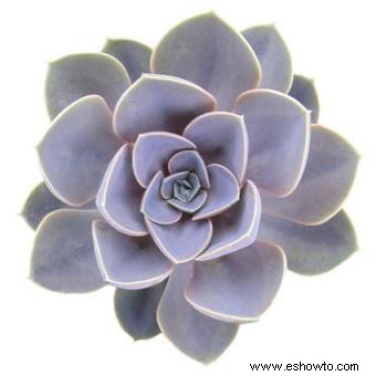 Echeveria