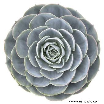 Echeveria