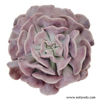 Echeveria